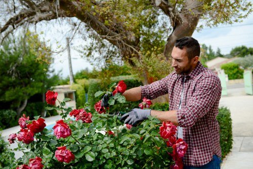 Seasonal hedge trimming ensuring healthy garden