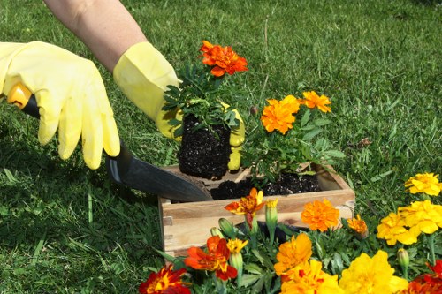 Different types of hedges requiring specific trimming techniques