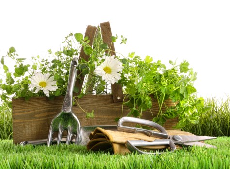Diverse selection of native plants for Hainault landscapes